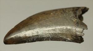 ドロマエオサウルスの歯(Dromaeaosaur tooth)