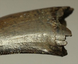 インナーカーブがギザギザのドロマエオサウルスの歯