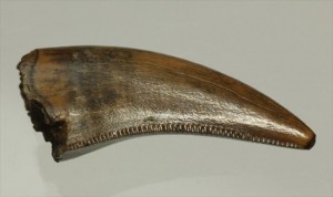 美麗！ドロマエオサウルスの極上歯(Dromaeaosaur tooth)