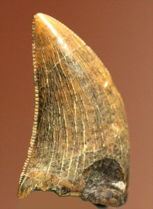 ドロマエオサウルスの歯(Dromaeaosaur tooth)