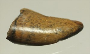 俊足ハンターこと、ドロマエオサウルスの歯(Dromaeaosaur tooth)