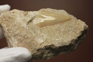 新着化石　サメの歯
