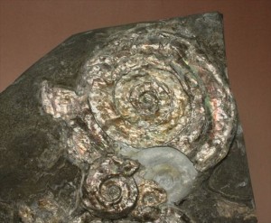 Somerset, England産フィロセラス化石