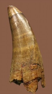 ティラノサウルス・レックスの近縁種、ダスプレトサウルスの美しい歯化石