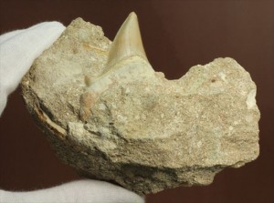絶滅した巨大ザメ！オトダスの美しく大きな歯化石(Otodus obliqqus)