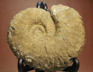 ボリュームのあるアンモナイト化石