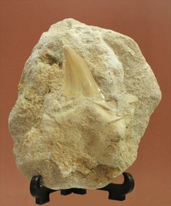 オトダスの歯化石(Otodus obliqqus)