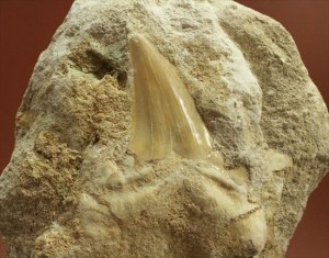 恐竜没後の時代に生きたサメの歯化石