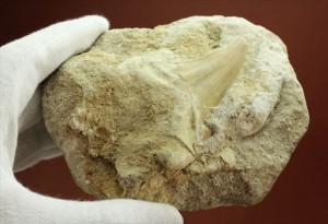 370ｇの母岩つきサメの歯化石