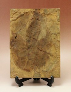 珍しい色、鋭い爪痕！小型獣脚恐竜グラレーターの足跡化石