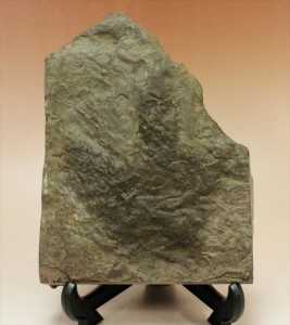 中生代ジュラ紀の恐竜足跡化石