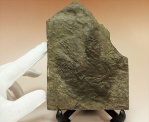 本体 約10.5ｃｍ×9.5ｃｍの恐竜足跡化石