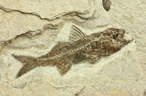 鮮明に保存された魚化石です。