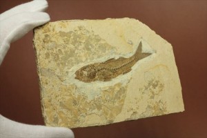 コンパクトで飾りやすい魚プレート化石です。