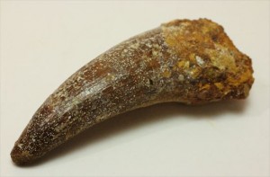 人気肉食恐竜スピノサウルスの歯化石(Spinosaurus tooth)