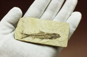 手のひらサイズ魚化石