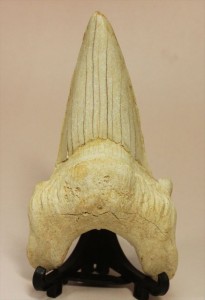 状態の良いオトダスの歯化石(Otodus obliqqus)