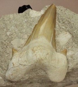 恐竜没後の時代に生きたサメの歯化石、オトダス(Otodus obliqqus)