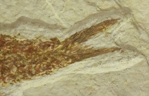 6.8ｃｍの魚化石