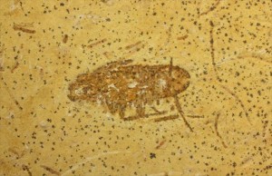 肢がしっかり保存されたゴキブリの化石