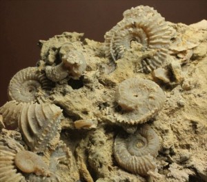フランス産の群集アンモナイト化石です