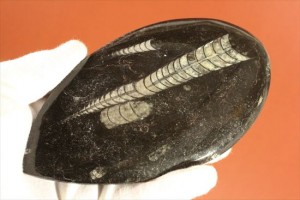 新着化石　オルソセラス標本（Orthoceras）