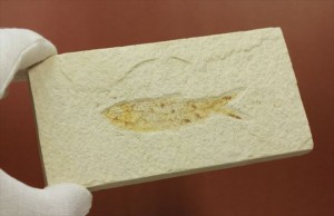 保存状態の良い古代魚化石です。