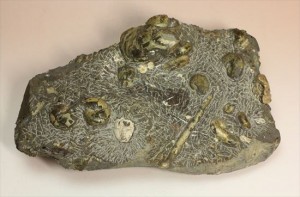 北海道産アンモナイト群衆化石です。