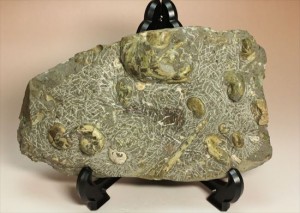アンモナイトとカニのノジュール化石