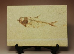 保存状態抜群の古代魚ナイティア(Knightia sp.)