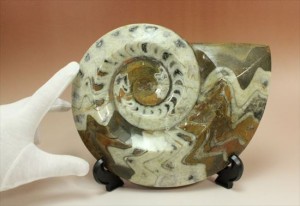 迫力の直径22cmアンモナイトです。