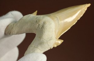 恐竜没後の時代に生きたネズミサメの歯化石