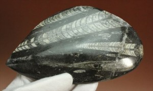 大小さまざまなオルソセラスが同じ方向を向いて化石化しています