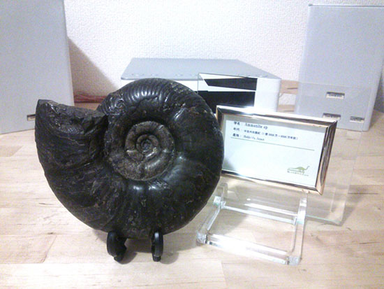 北海道産アンモナイト化石画像