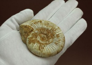 グレートな肋模様!見応えあるペリスフィンクテス(Perisphinctes sp.)