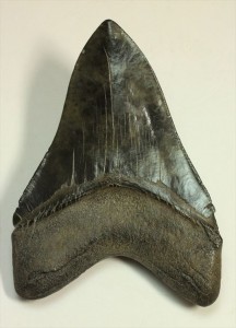 シンメトリーがとれたブラックメガロドン(Megalodon)