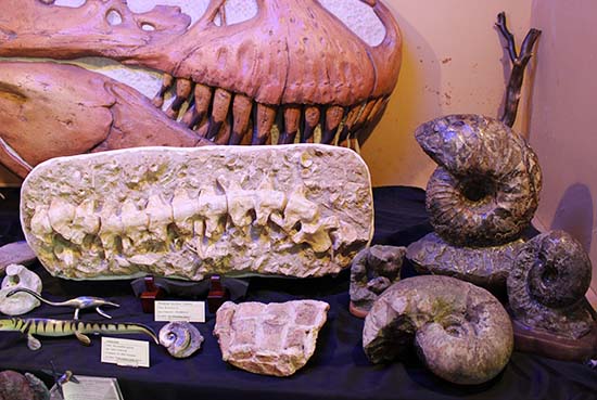 化石展示コレクション