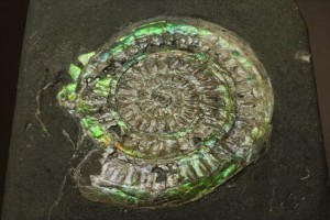 新着化石　イギリス産アンモナイト　カロセラス