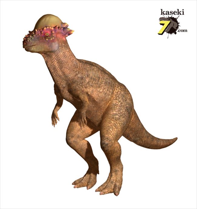 パキケファロサウルス画像