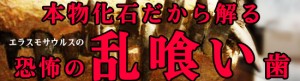 これがエラスモサウルスの本物化石の乱喰い歯だ！！