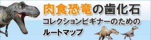 肉食恐竜歯化石のガイドマップ