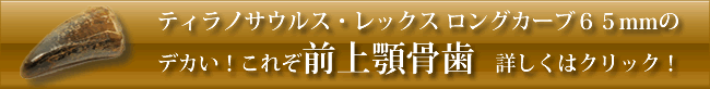 ティラノサウルスの歯化石はこちら！