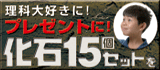 夏休み自由研究に化石15個セット