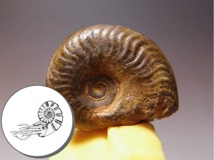 本物化石15個セットのアンモナイト(Ammonite)