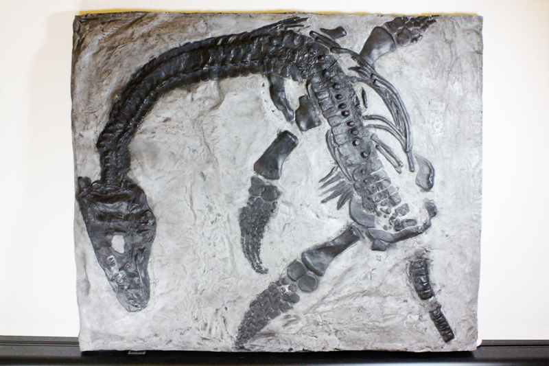 ネス湖の「ネッシー」のモデル、プレシオサウルス | 化石セブンの最新情報