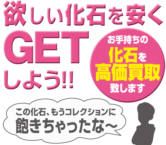 化石高価買取は化石セブン
