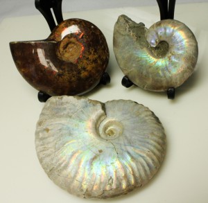 アンモナイト(Ammonite)