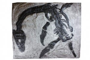 プレシオサウルスの子ども標本