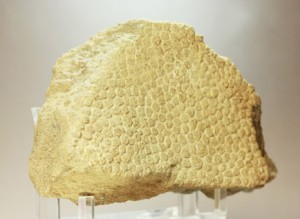 ハドロサウルス皮膚の化石