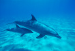遊泳するイルカ(dolphin)